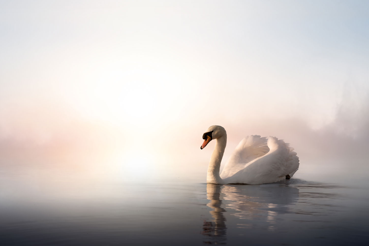 Single Swan - Swans , HD Wallpaper & Backgrounds
