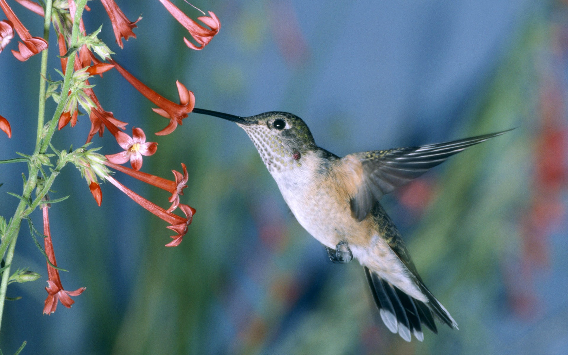 Wallpaper Hummingbird - High Resolution Images Hummingbird , HD Wallpaper & Backgrounds