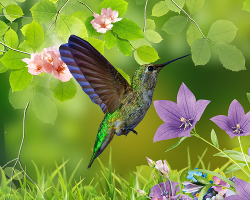 Ruby-throated Hummingbird , HD Wallpaper & Backgrounds