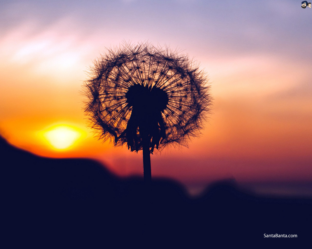 Dandelion - Dandelion Sunset , HD Wallpaper & Backgrounds