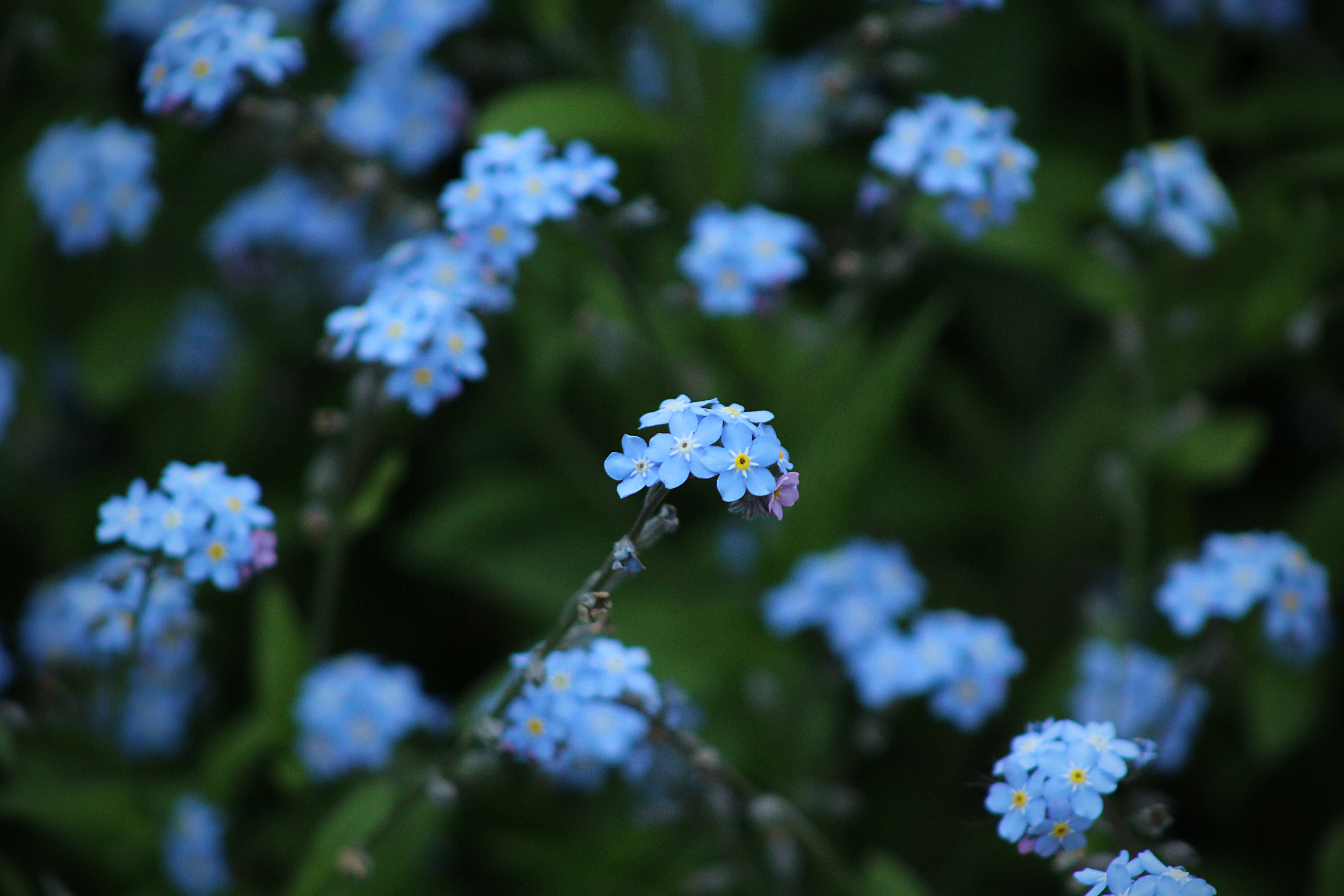 Aesthetic Blue Flowers Background Hd Wallpaper Backgrounds Download