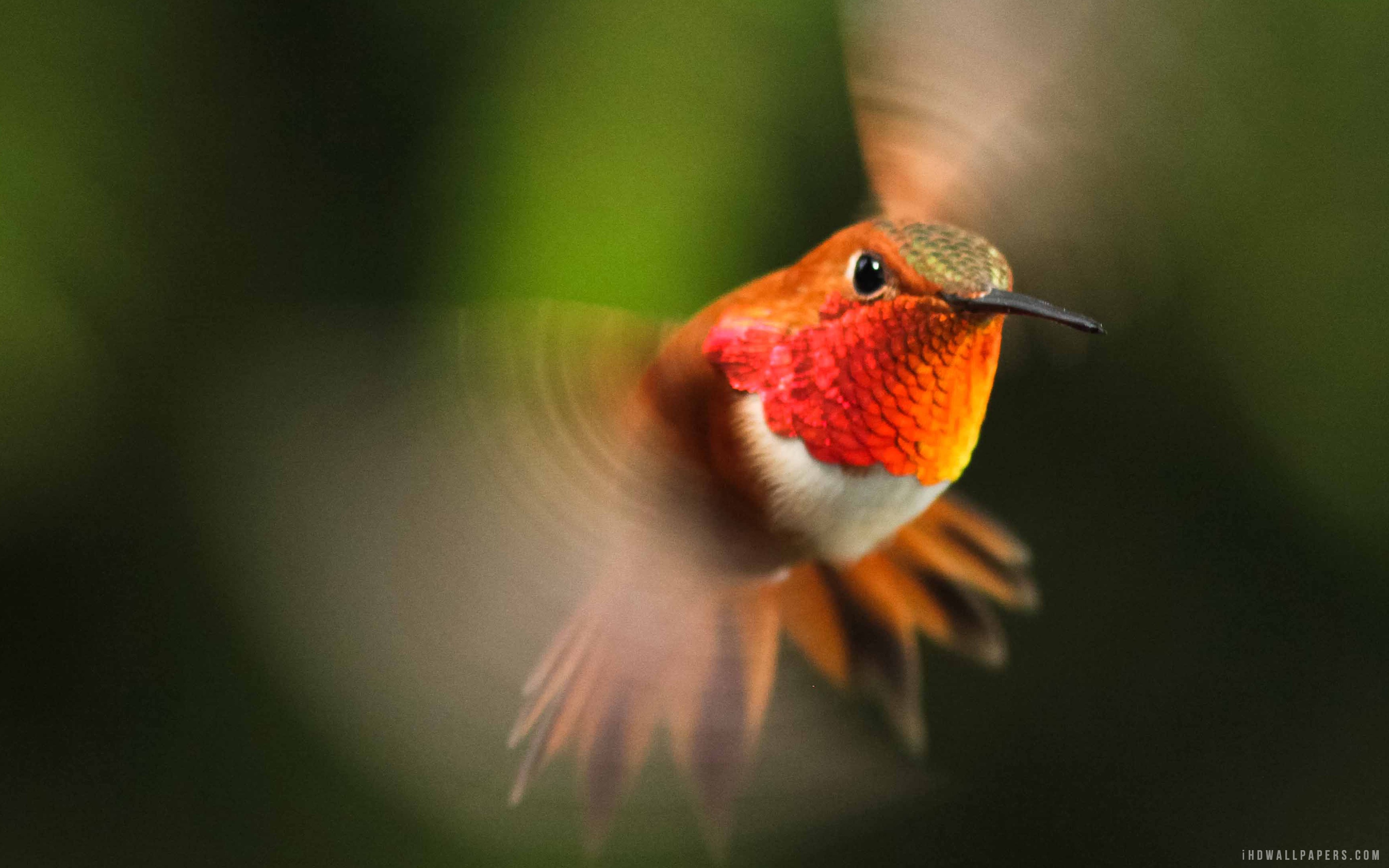 Ruby-throated Hummingbird , HD Wallpaper & Backgrounds