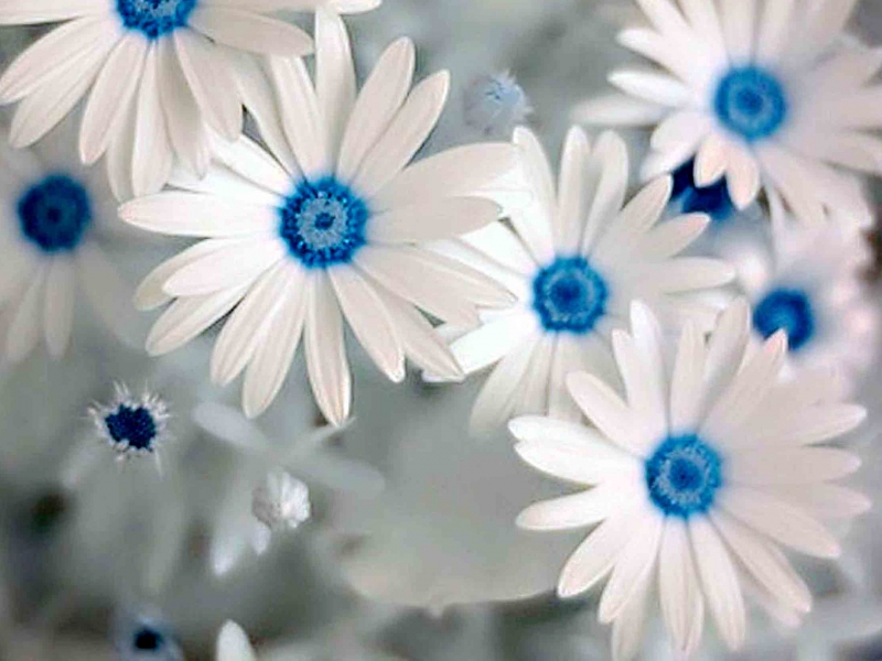Beautiful White And Blue Flowers , HD Wallpaper & Backgrounds