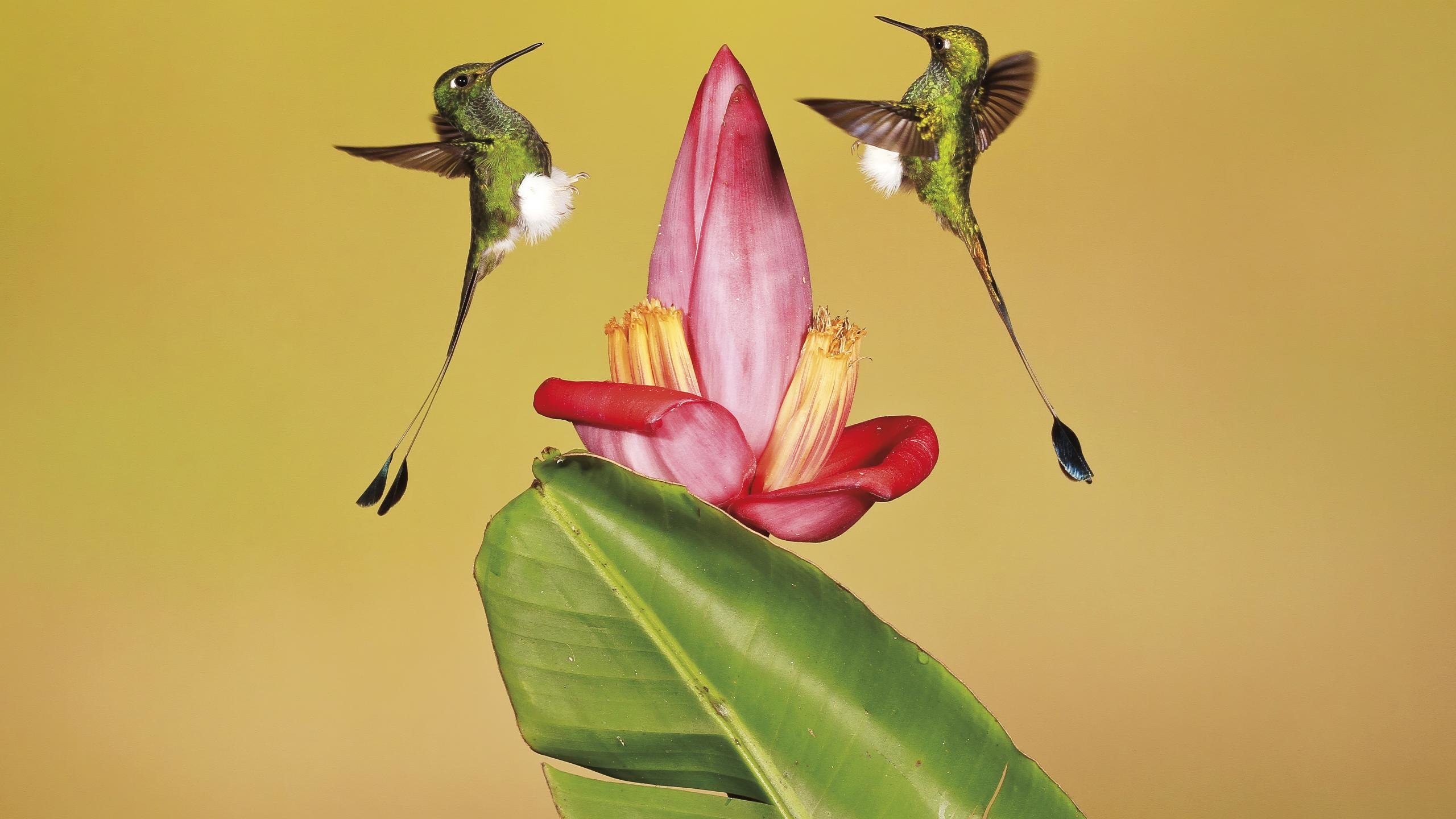 Free Hummingbird High Quality Wallpaper Id - Hummingbird 4k , HD Wallpaper & Backgrounds