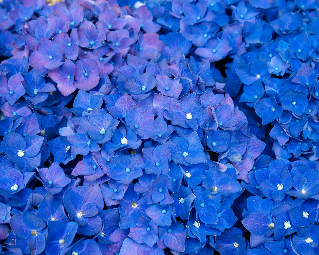 Wallpaper Hydrangea, Inflorescences, Blue, Flowers - Full Hd Blue Flowers , HD Wallpaper & Backgrounds