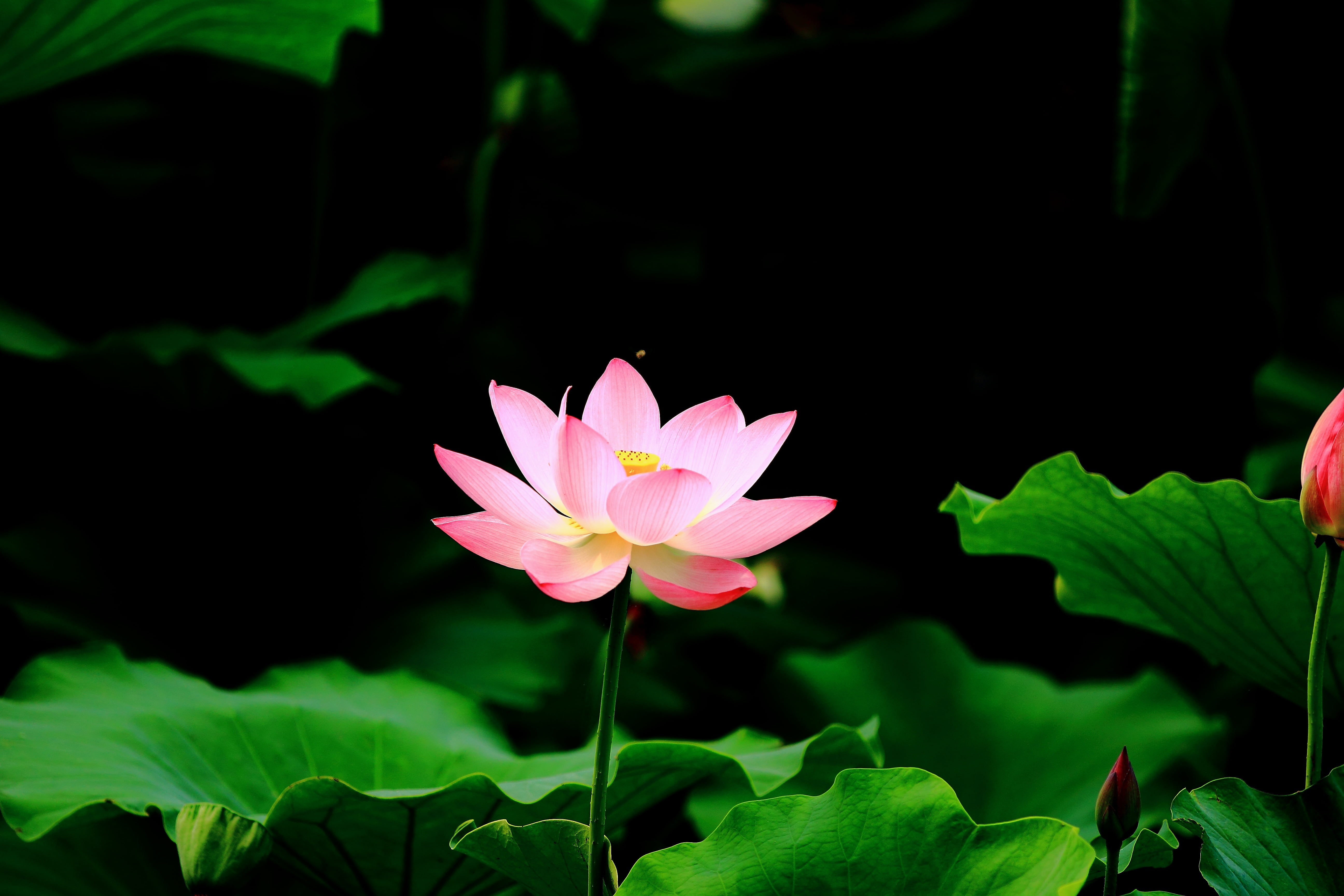 Fleur De Lotus Hd , HD Wallpaper & Backgrounds