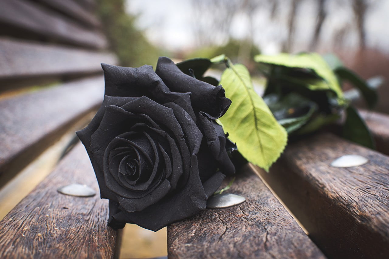 Flower Nature Black Rose , HD Wallpaper & Backgrounds