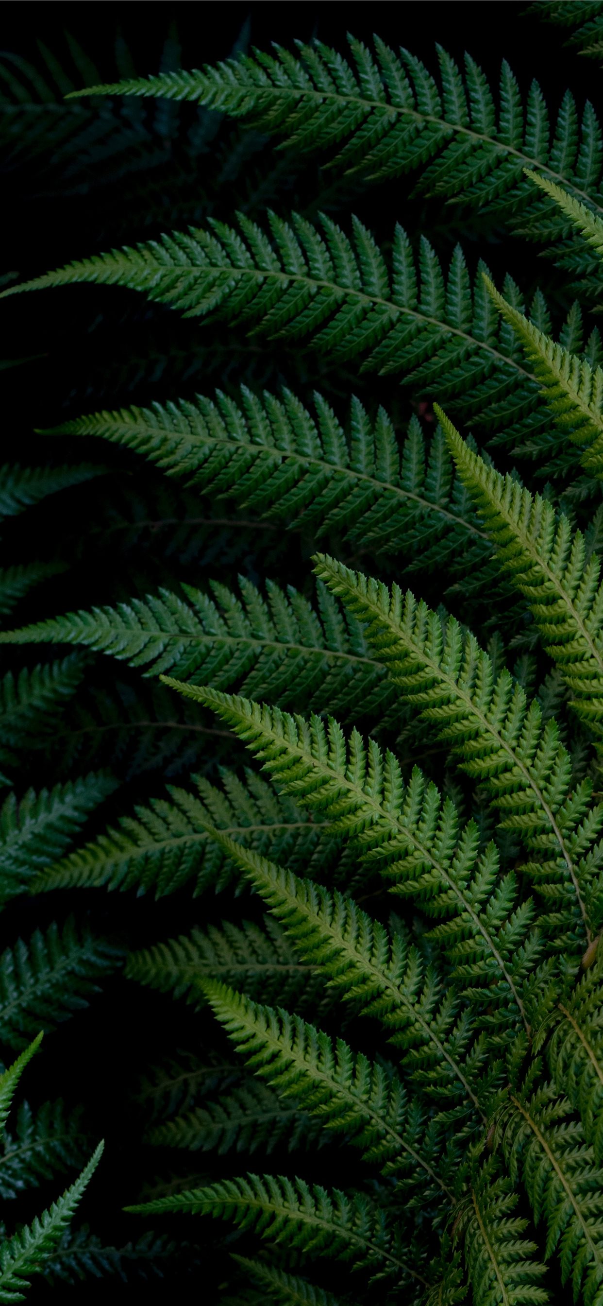 Green Fern , HD Wallpaper & Backgrounds