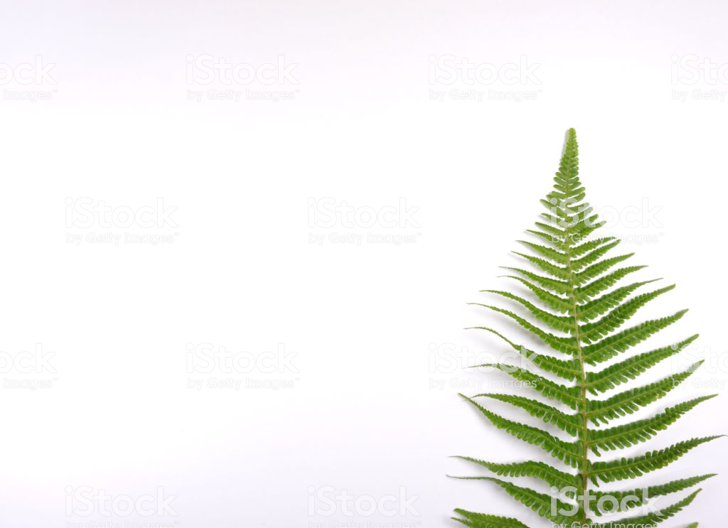 Green Leave, Fern Leave On White Background For Wallpaper - Ostrich Fern , HD Wallpaper & Backgrounds