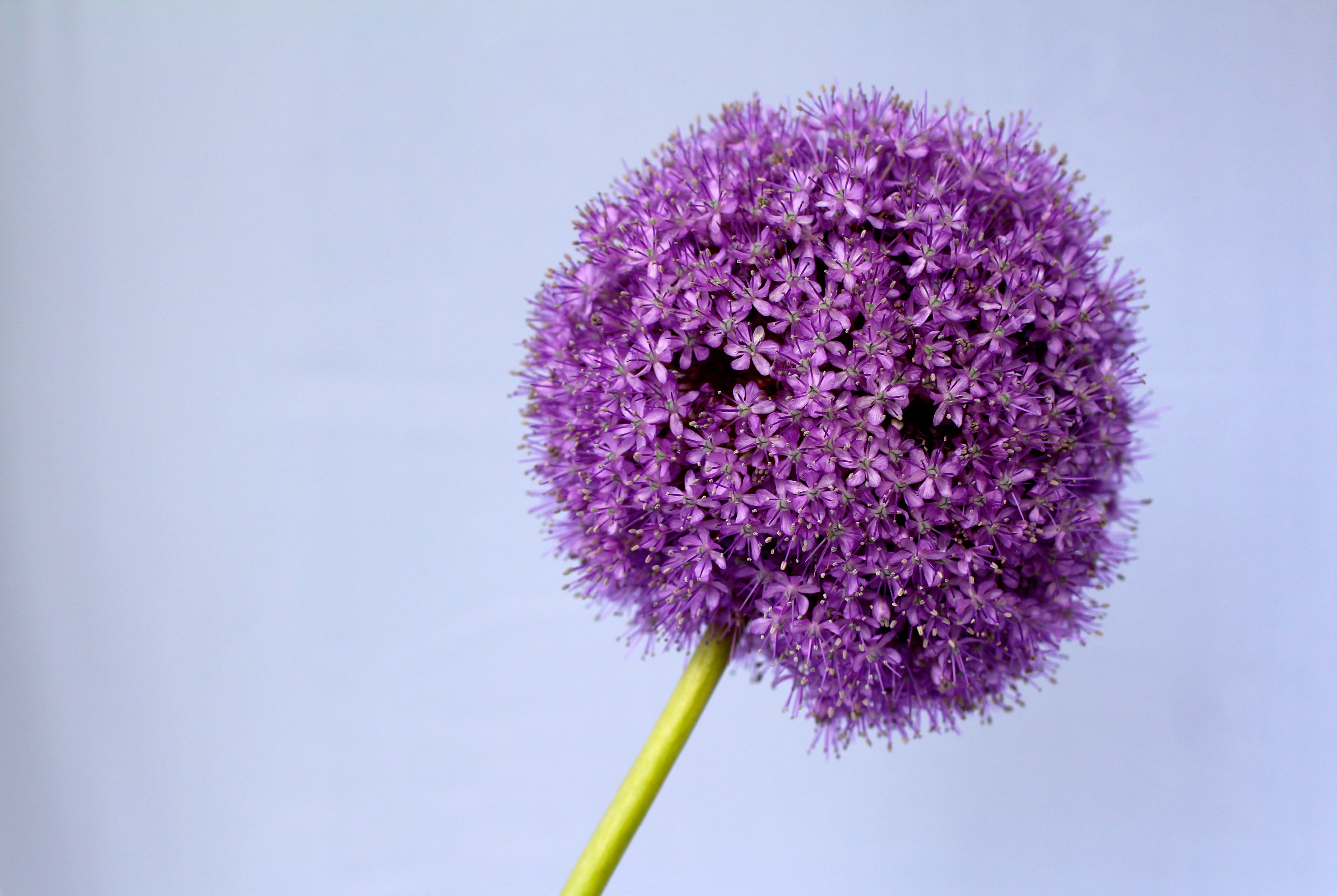 Purple Dandelion , HD Wallpaper & Backgrounds