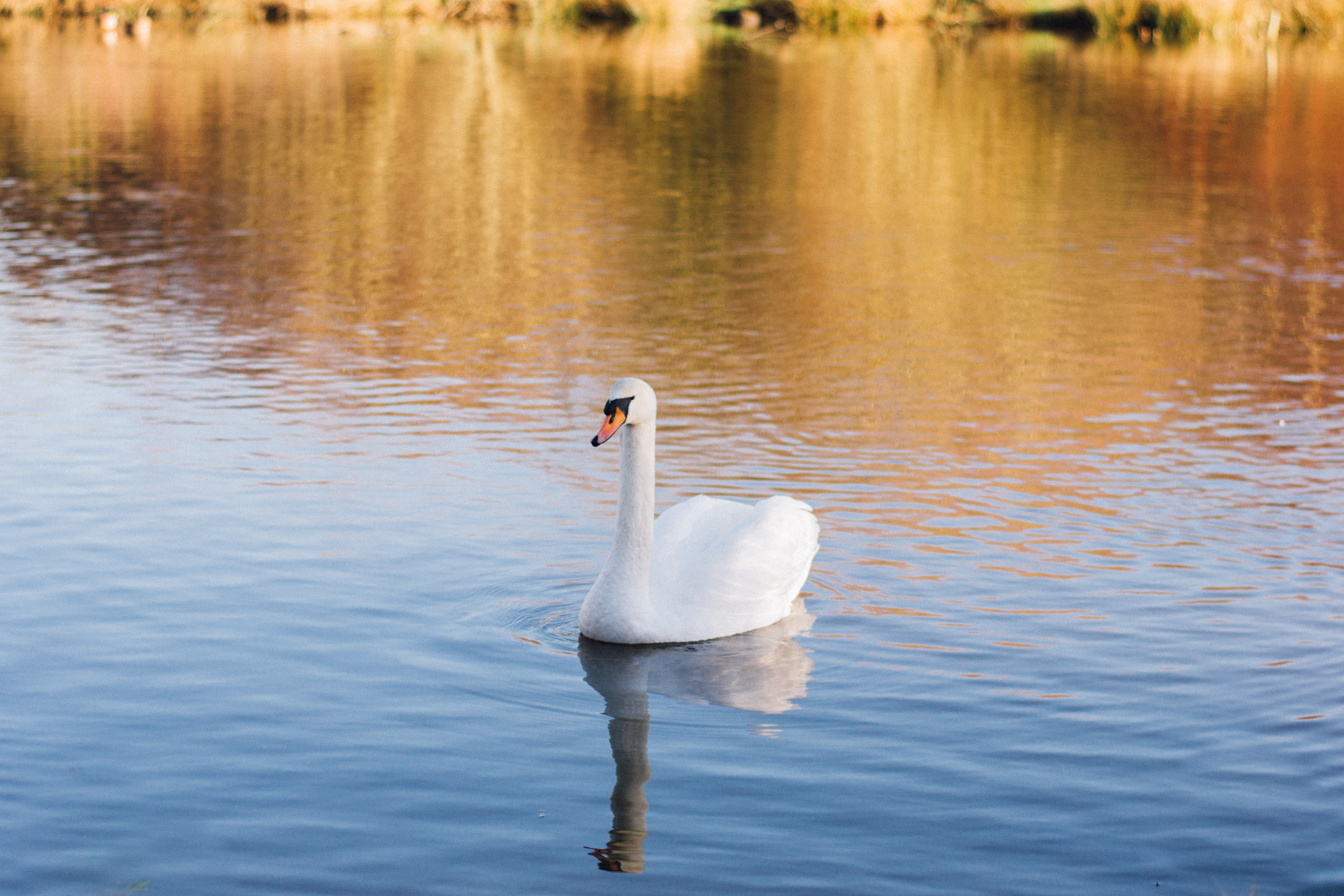 Swan On The Pond , HD Wallpaper & Backgrounds