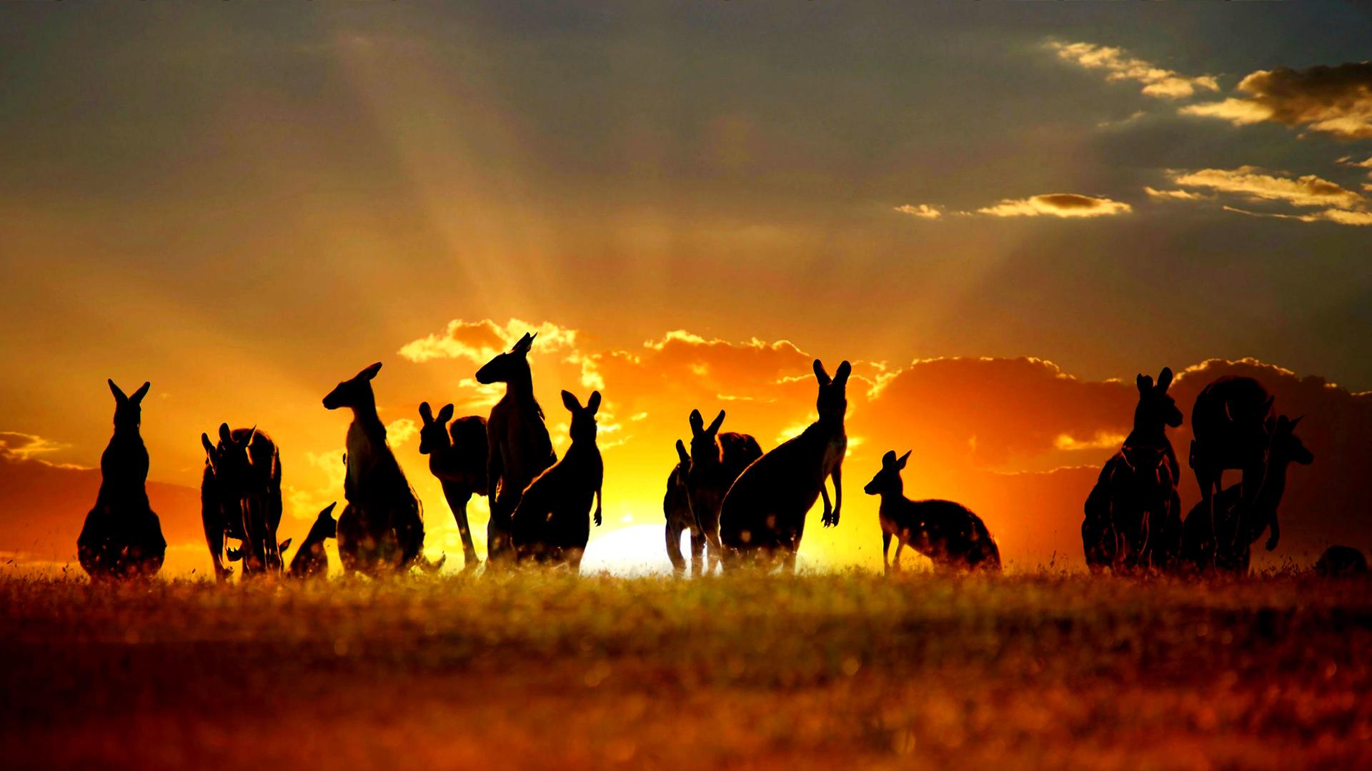Australia Sunset Kangaroos Wallpaper Hd - Am You Are We Are Australian , HD Wallpaper & Backgrounds