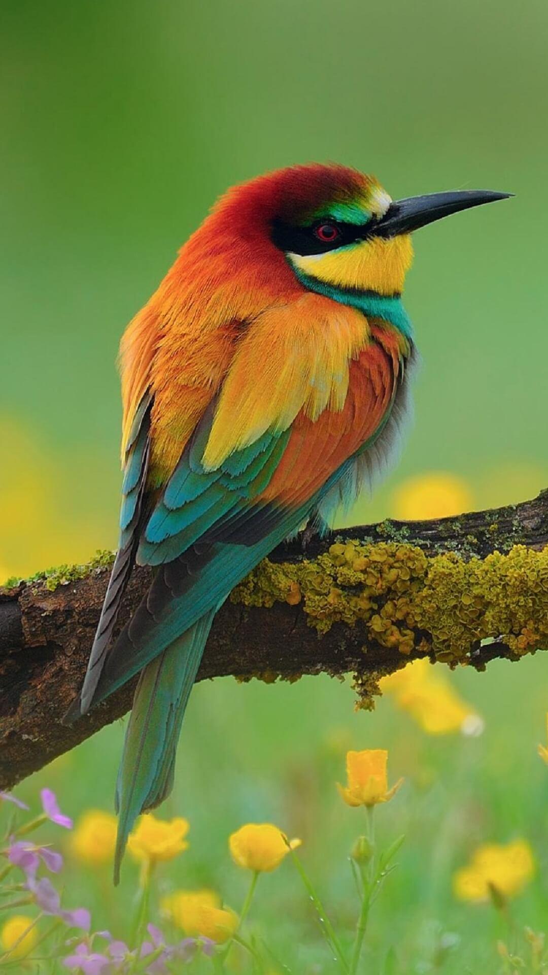 Beautiful Birds Wallpapers Hd For Android Apk Download - Beautiful Wallpaper Full Hd Birds , HD Wallpaper & Backgrounds
