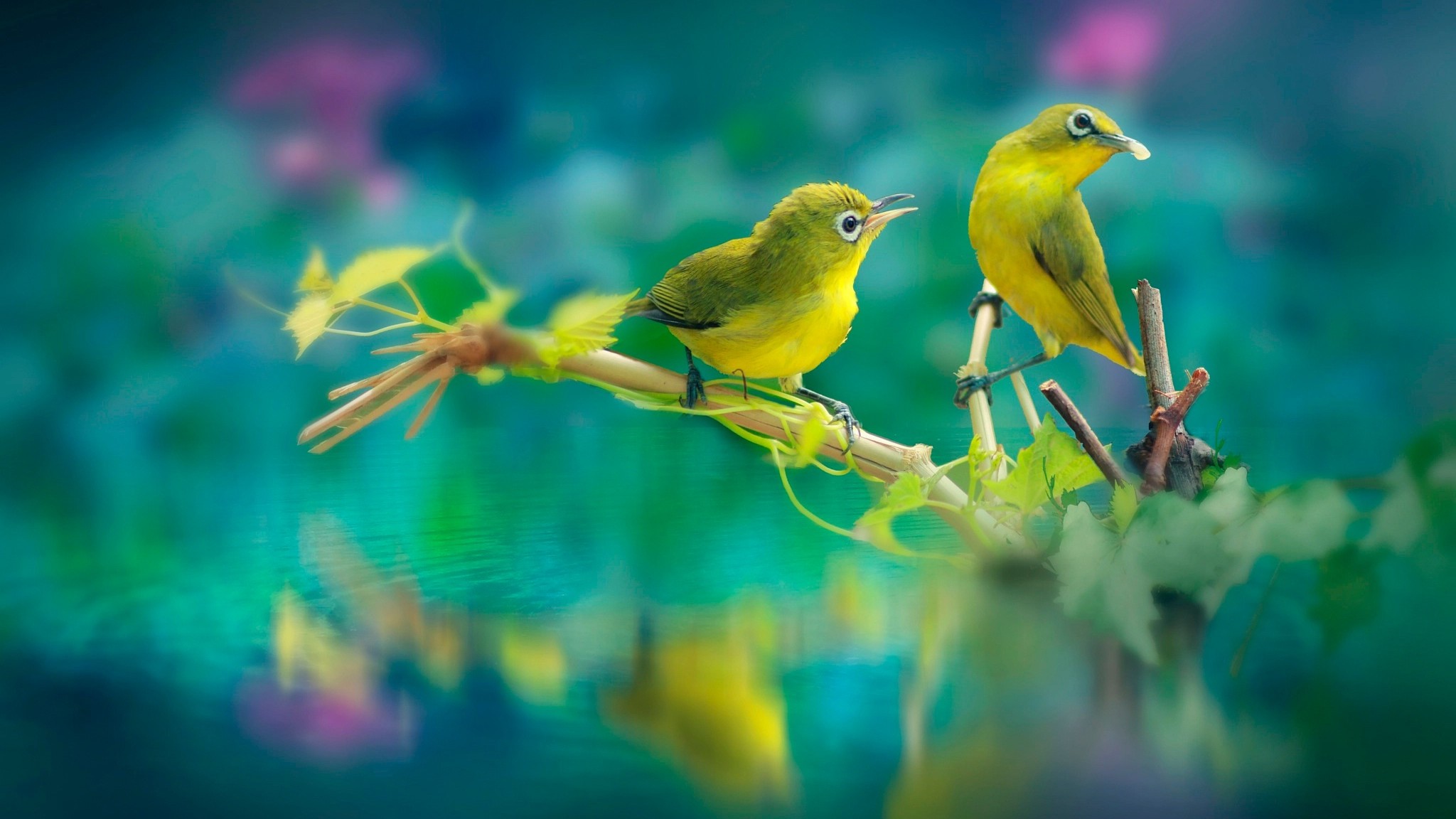 Full Hd Beautiful Birds , HD Wallpaper & Backgrounds