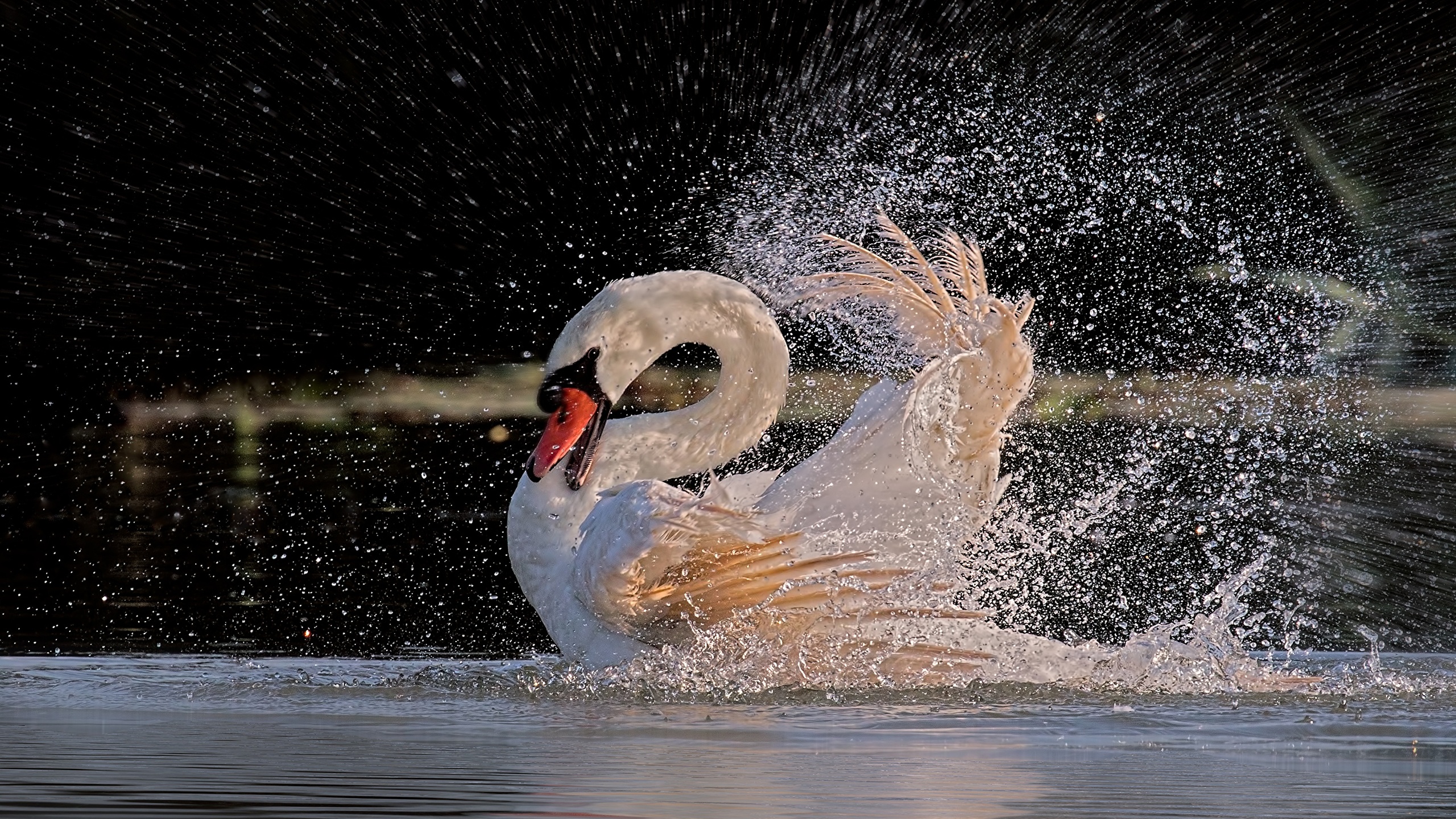 Tundra Swan , HD Wallpaper & Backgrounds