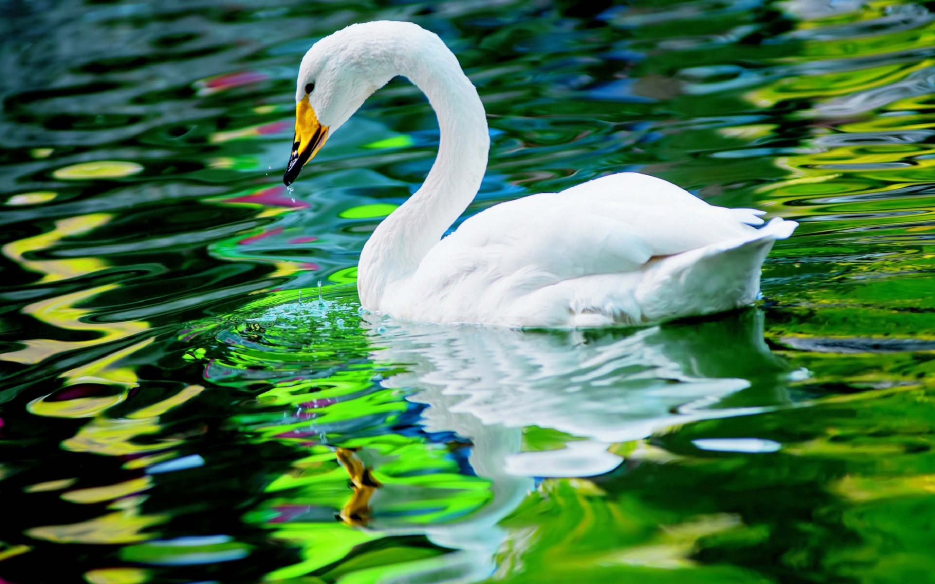 Beautiful Bird Desktop Wallpapers, Awesome Desktop - Beautiful Birds In  Water (#2894660) - HD Wallpaper \u0026 Backgrounds Download, image size:1920x1200