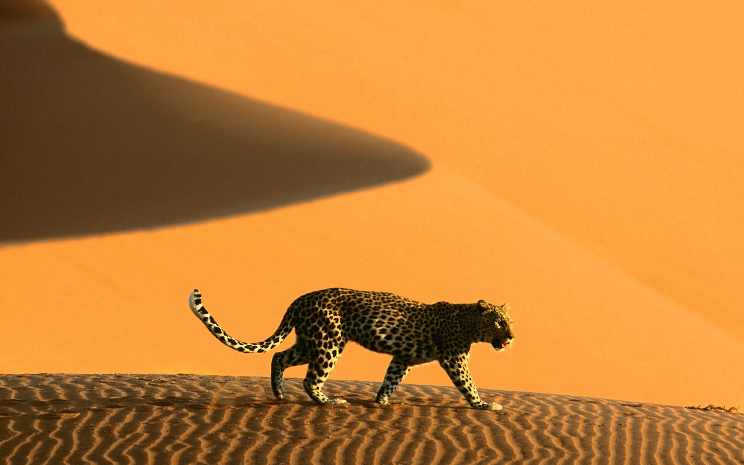 Africa Wallpaper Hd - Leopard Namib Desert , HD Wallpaper & Backgrounds