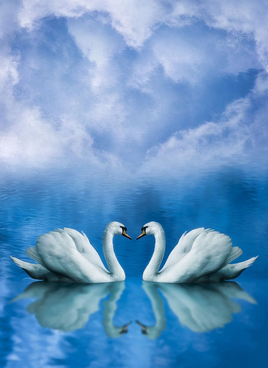 Love, In Love, Animals, Swans, Background, Valentine, - Love Wallpaper Swan , HD Wallpaper & Backgrounds