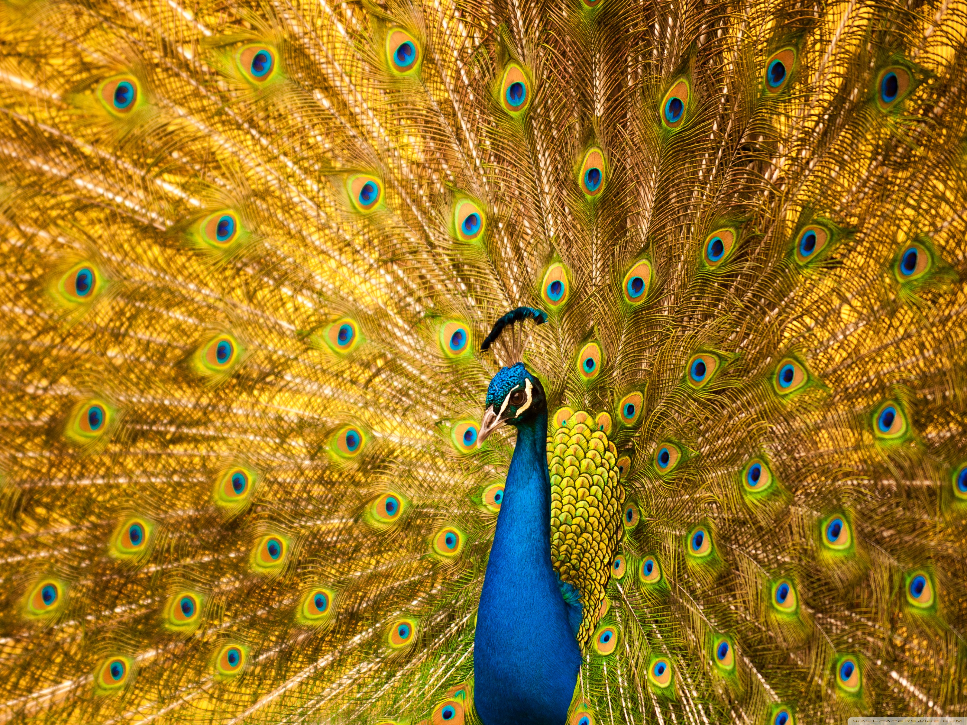 Beautiful Bird Wallpaper - Most Beautiful Peacock In The World , HD Wallpaper & Backgrounds