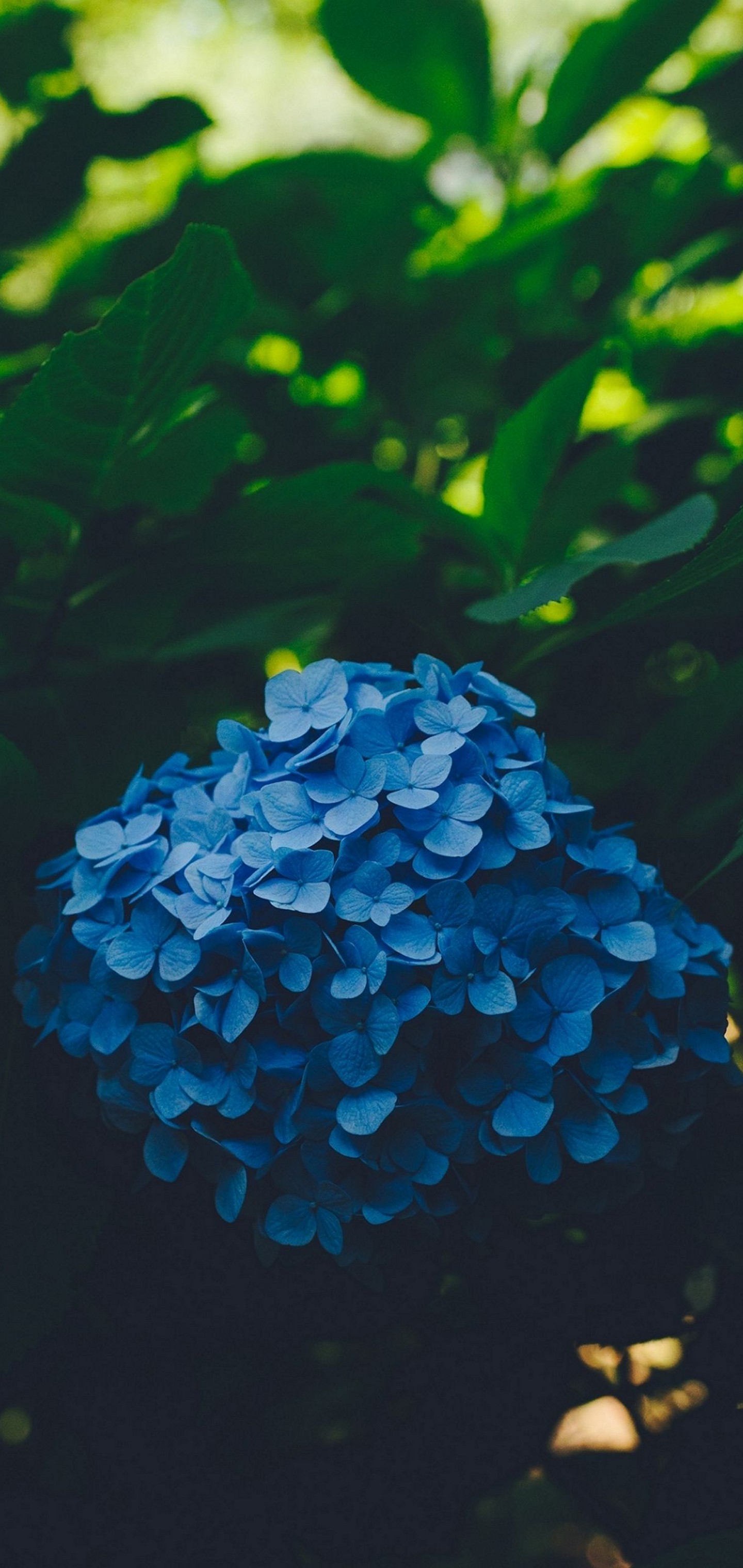 Blue Leaf Flower Wallpaper - 1440 X 3040 Wallpaper Flower , HD Wallpaper & Backgrounds