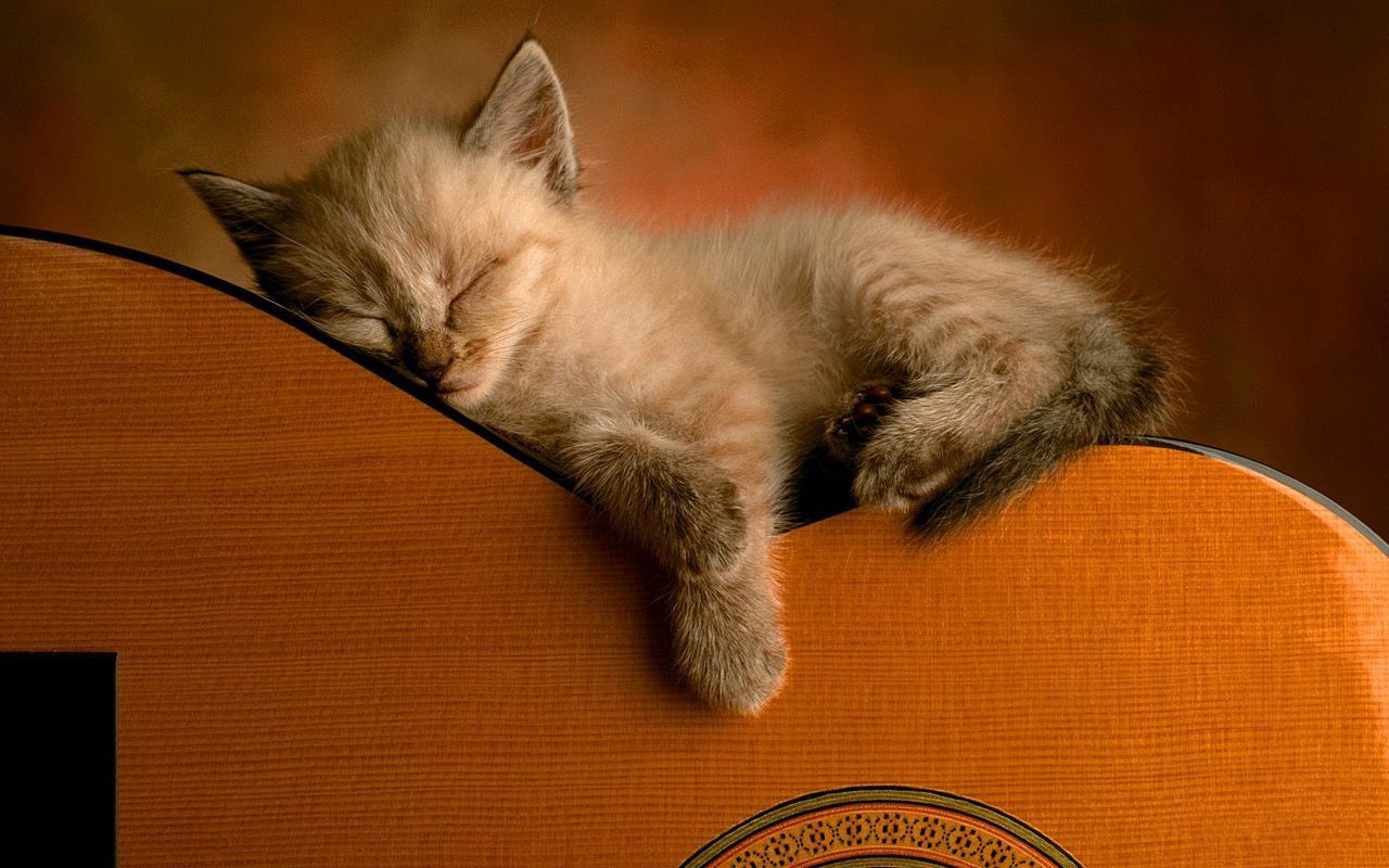 Cute Kitten Wallpaper - Кот Гитара , HD Wallpaper & Backgrounds