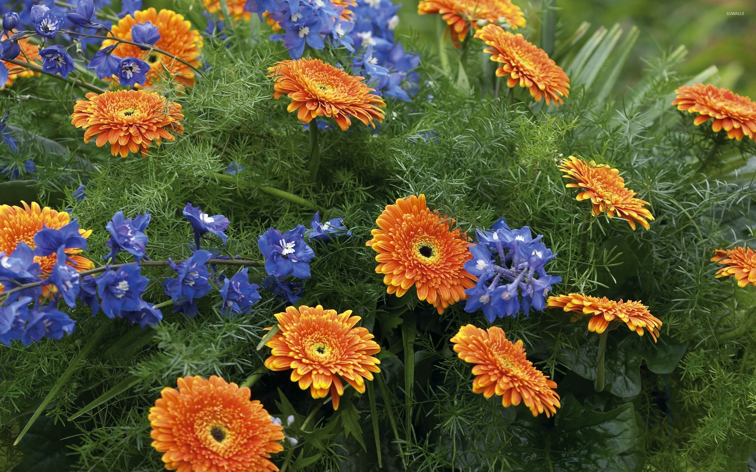 Spring Flowers Blue Orange , HD Wallpaper & Backgrounds