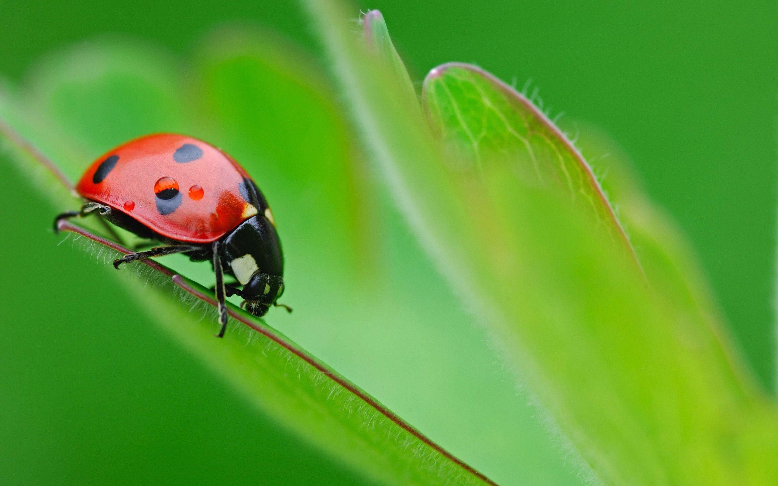 Ladybug Wallpaper For Computer - Animals With Nature Background , HD Wallpaper & Backgrounds