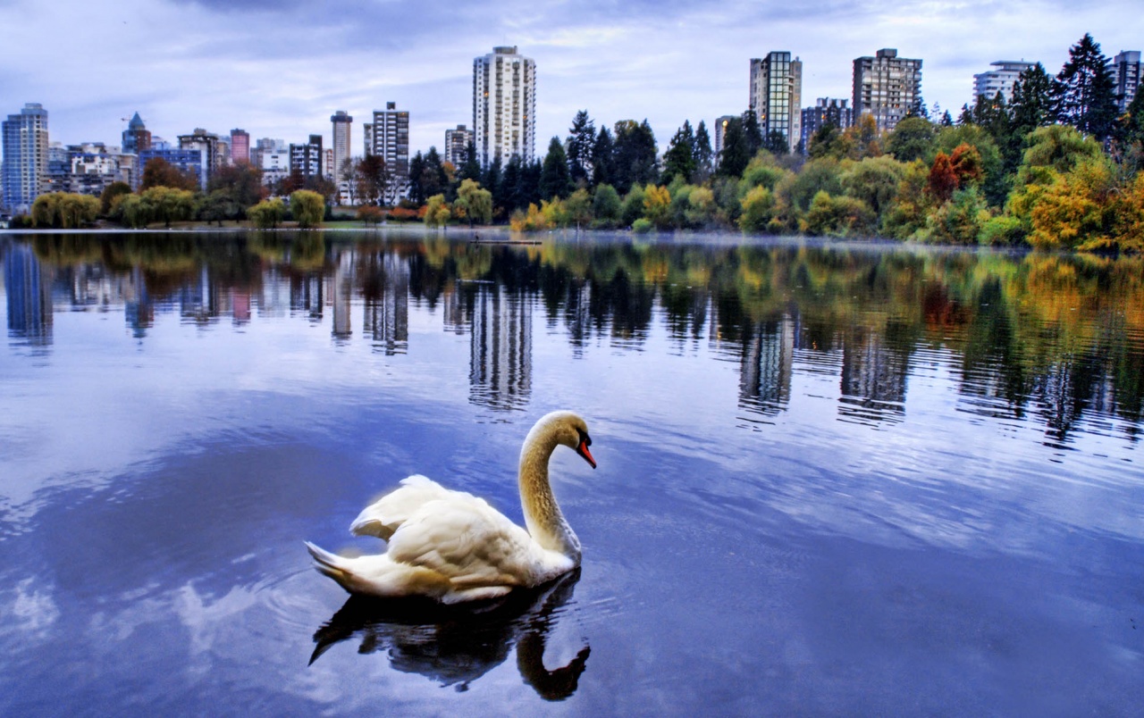 City Lake Swan Wallpapers - Stanley Park Vancouver , HD Wallpaper & Backgrounds