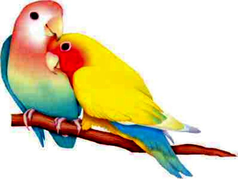 Love Birds Wallpapers Hd Free , HD Wallpaper & Backgrounds