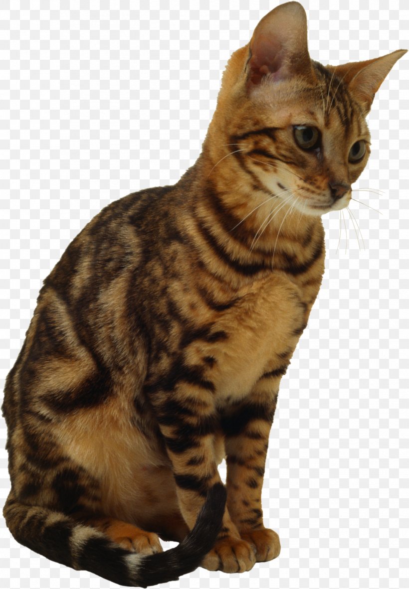 Cat Sitting Transparent Background , HD Wallpaper & Backgrounds