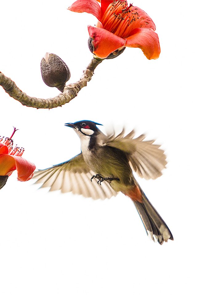 Primula Beautiful Birds Iphone Wallpaper - Acorn Woodpecker , HD Wallpaper & Backgrounds