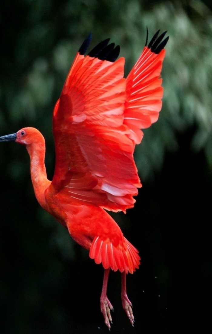 Ibis Bird Flying Beautiful Birds Rare Photographs Mobile - Scarlet Ibis Bird , HD Wallpaper & Backgrounds