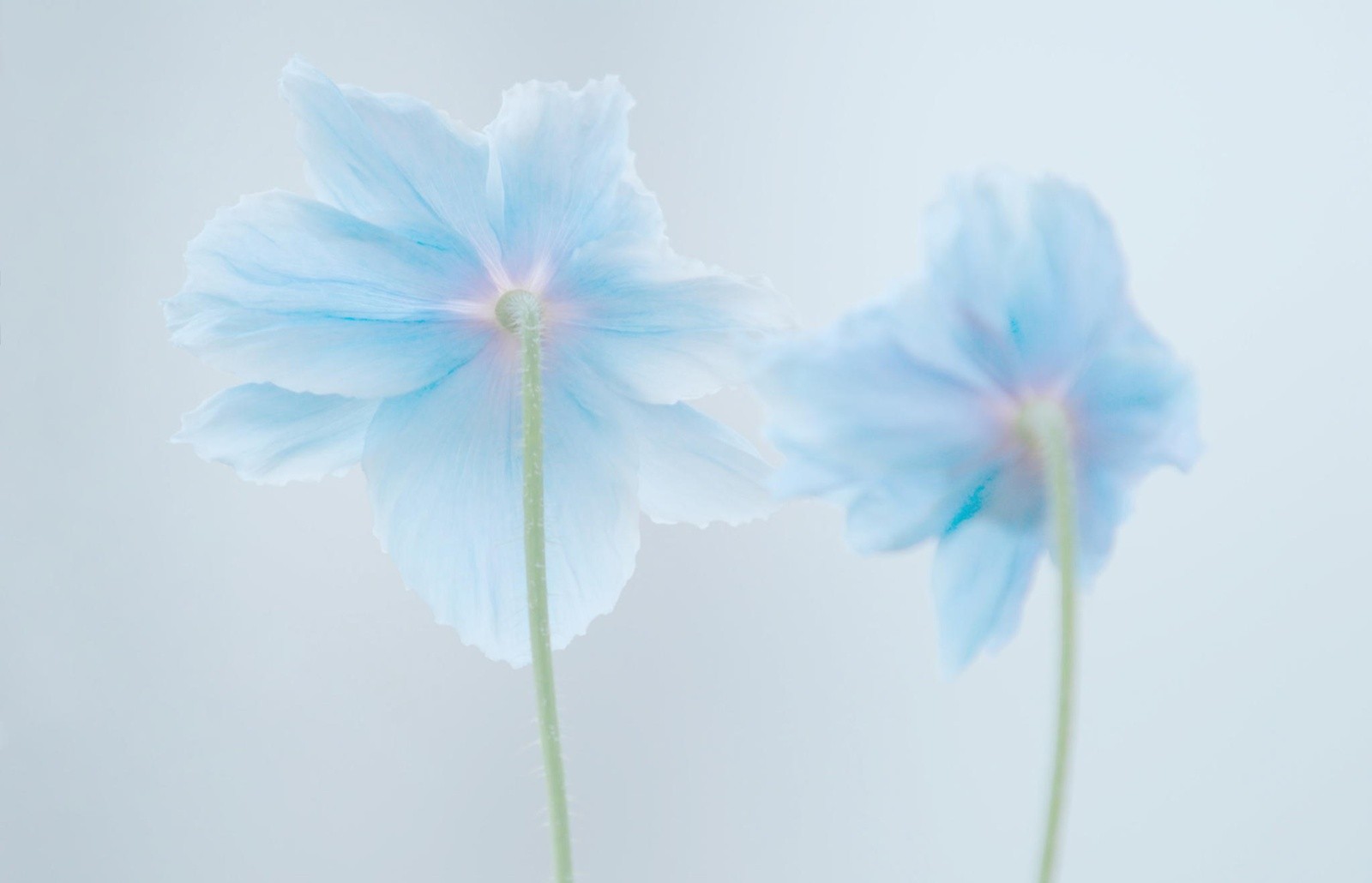 White And Light Blue Flower , HD Wallpaper & Backgrounds