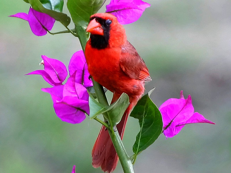 Beautiful Birds Wallpapers 1080p - Red Bird In Flowers , HD Wallpaper & Backgrounds