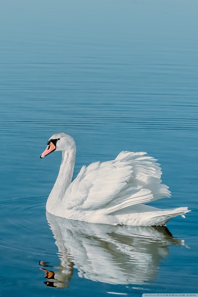 Wallpaler Swan For Iphone , HD Wallpaper & Backgrounds
