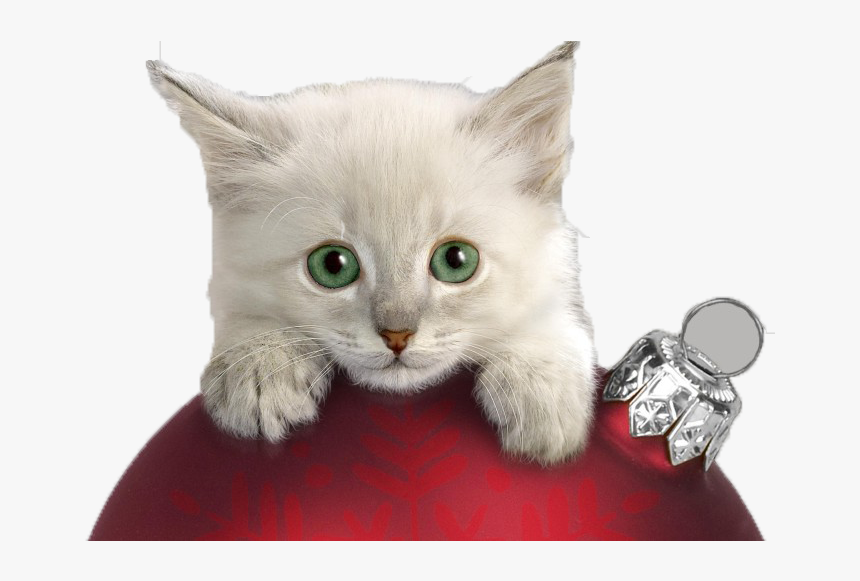 Christmas Cat Kitten Wallpaper - Kitten , HD Wallpaper & Backgrounds