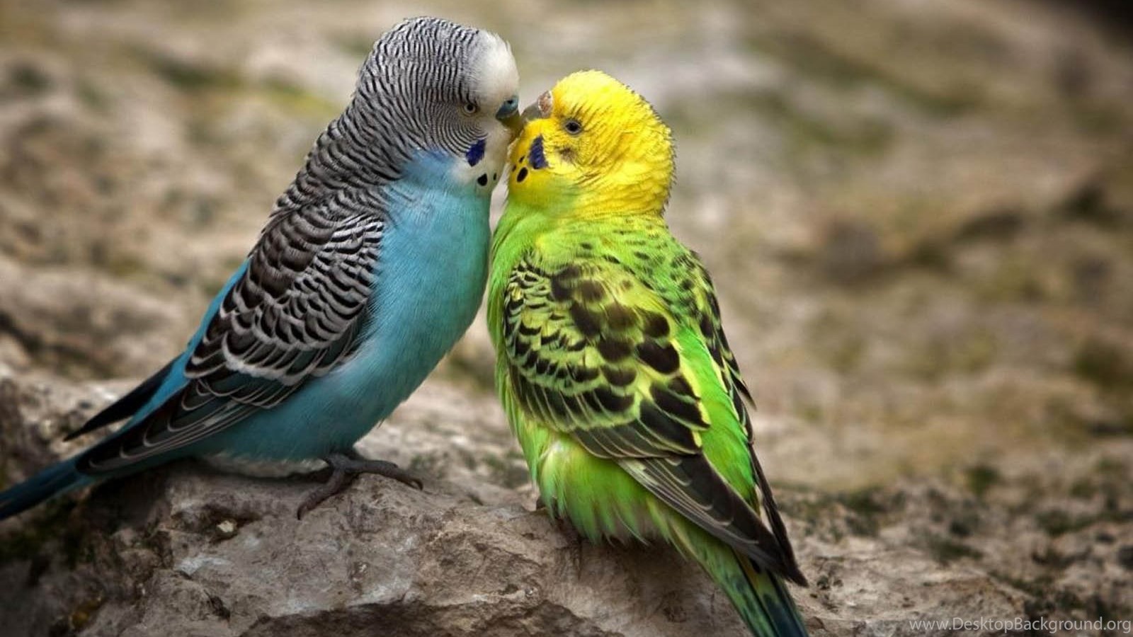 Images Love Birds Hd Wallpapers Lovely - Love Birds Hd Wallpaper Pc , HD Wallpaper & Backgrounds