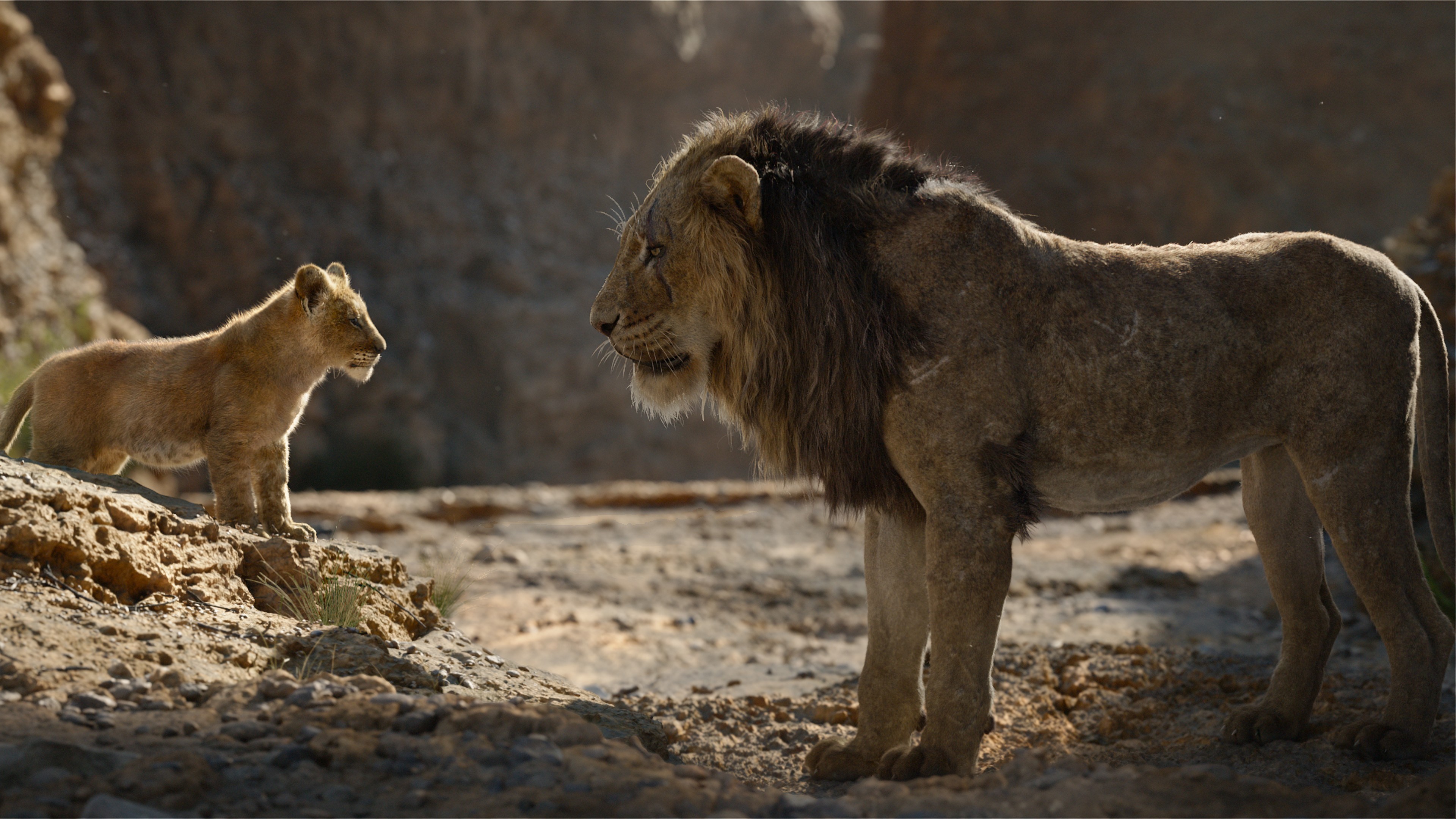 The Lion King Film 4k Wallpaper - Lion King Mufasa 2019 , HD Wallpaper & Backgrounds