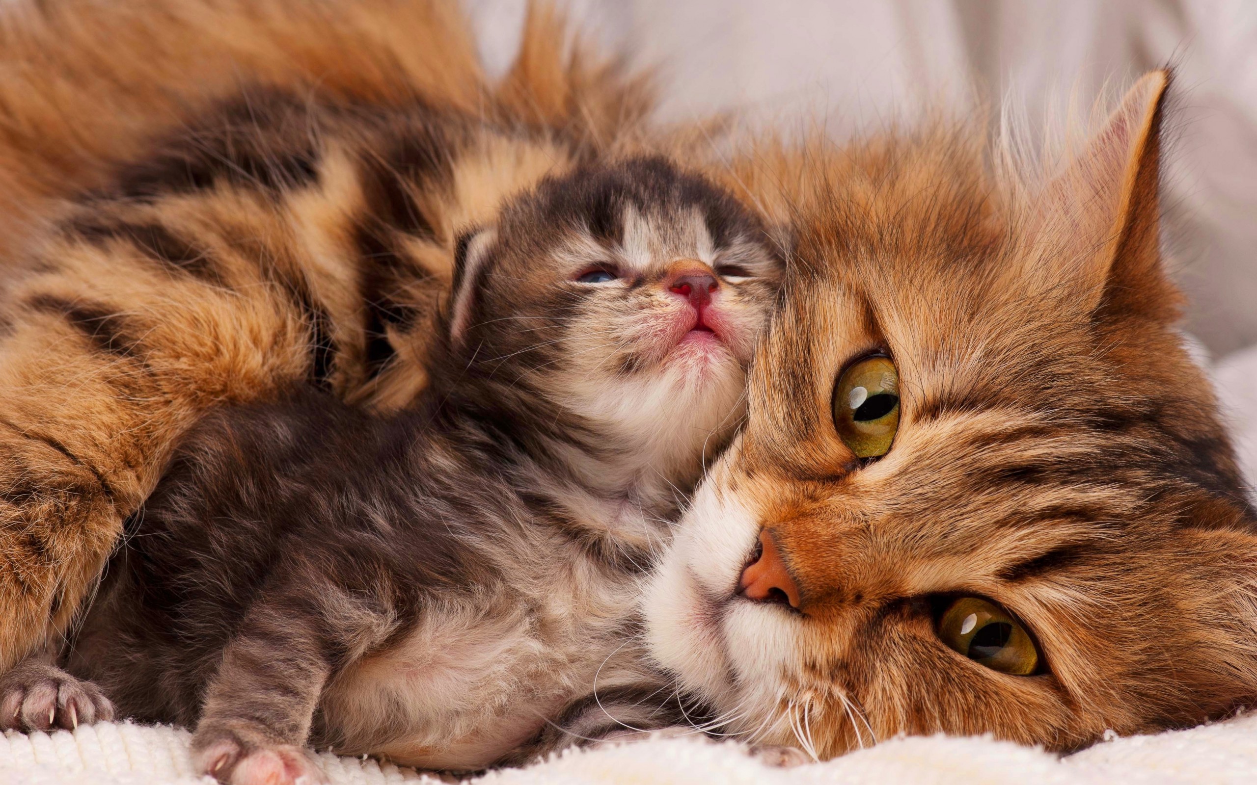 Mother Cat And Her Kitten Wallpaper - Cat With Kittens , HD Wallpaper & Backgrounds