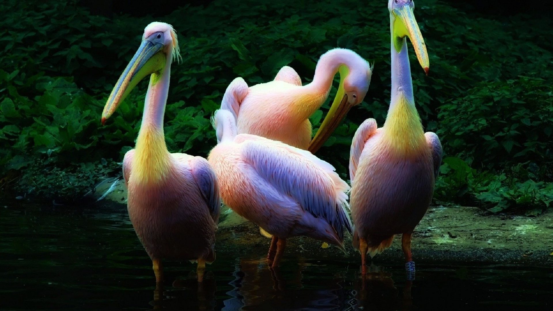 Most Beautiful Pelican , HD Wallpaper & Backgrounds