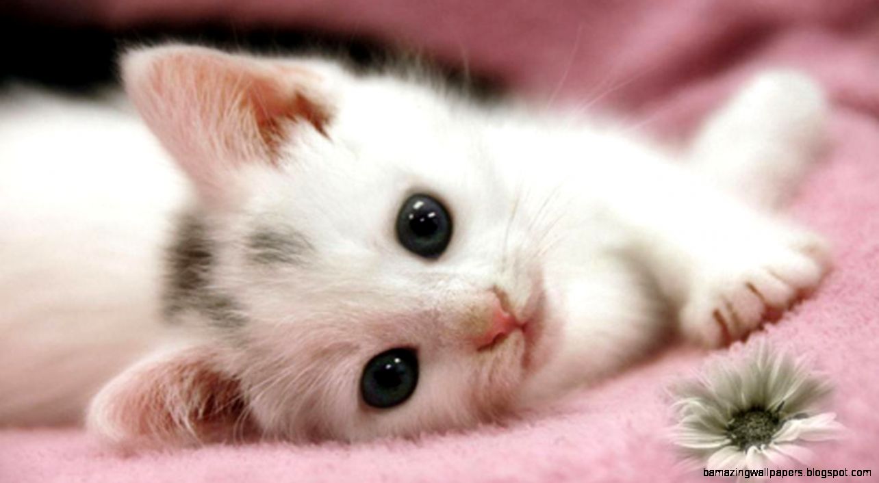Download Cute White Cat Kitten Wallpaper Full Hd Wallpapers - Cute Wallpaper Baby Puppys , HD Wallpaper & Backgrounds
