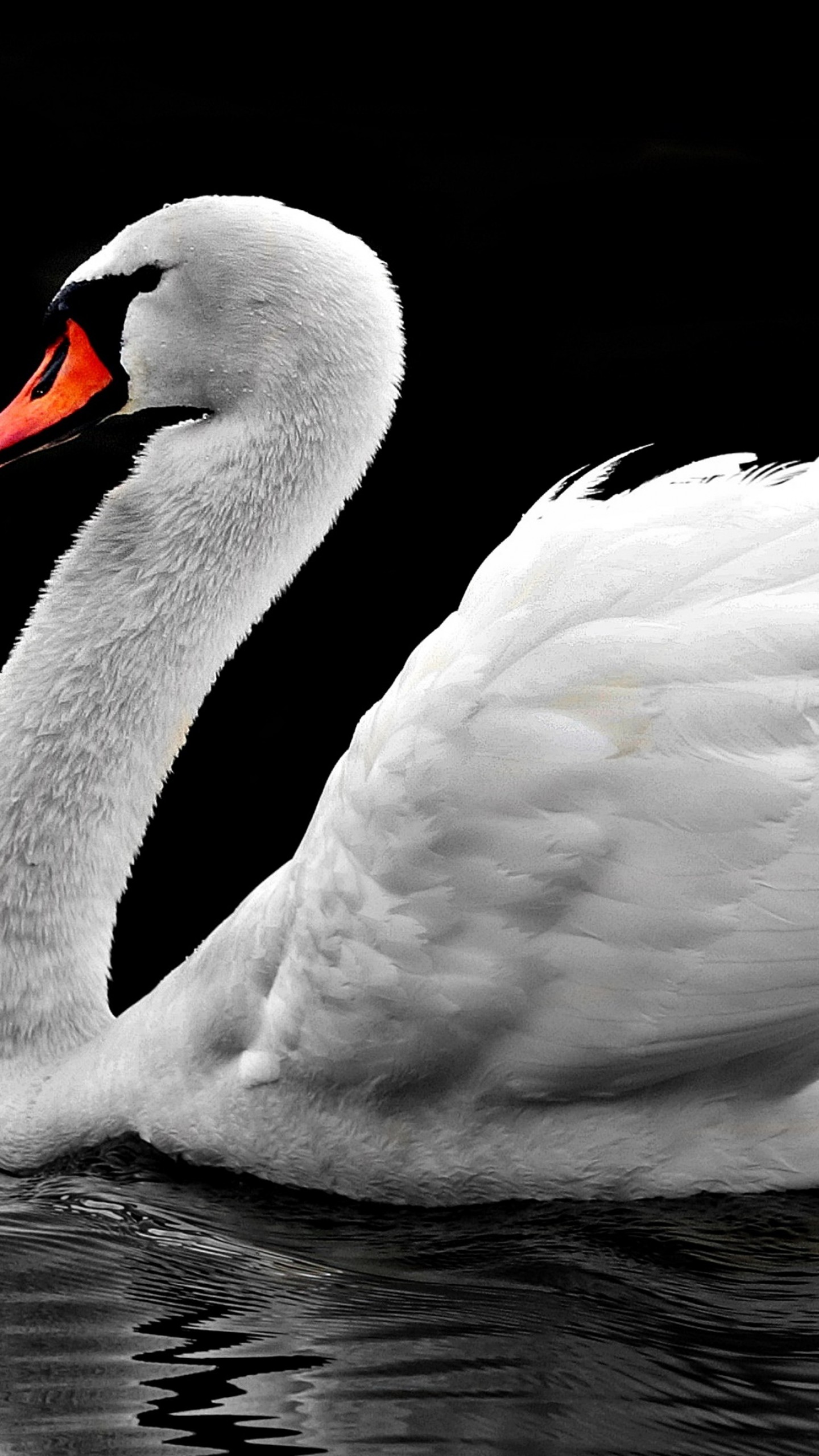 White Swan , HD Wallpaper & Backgrounds