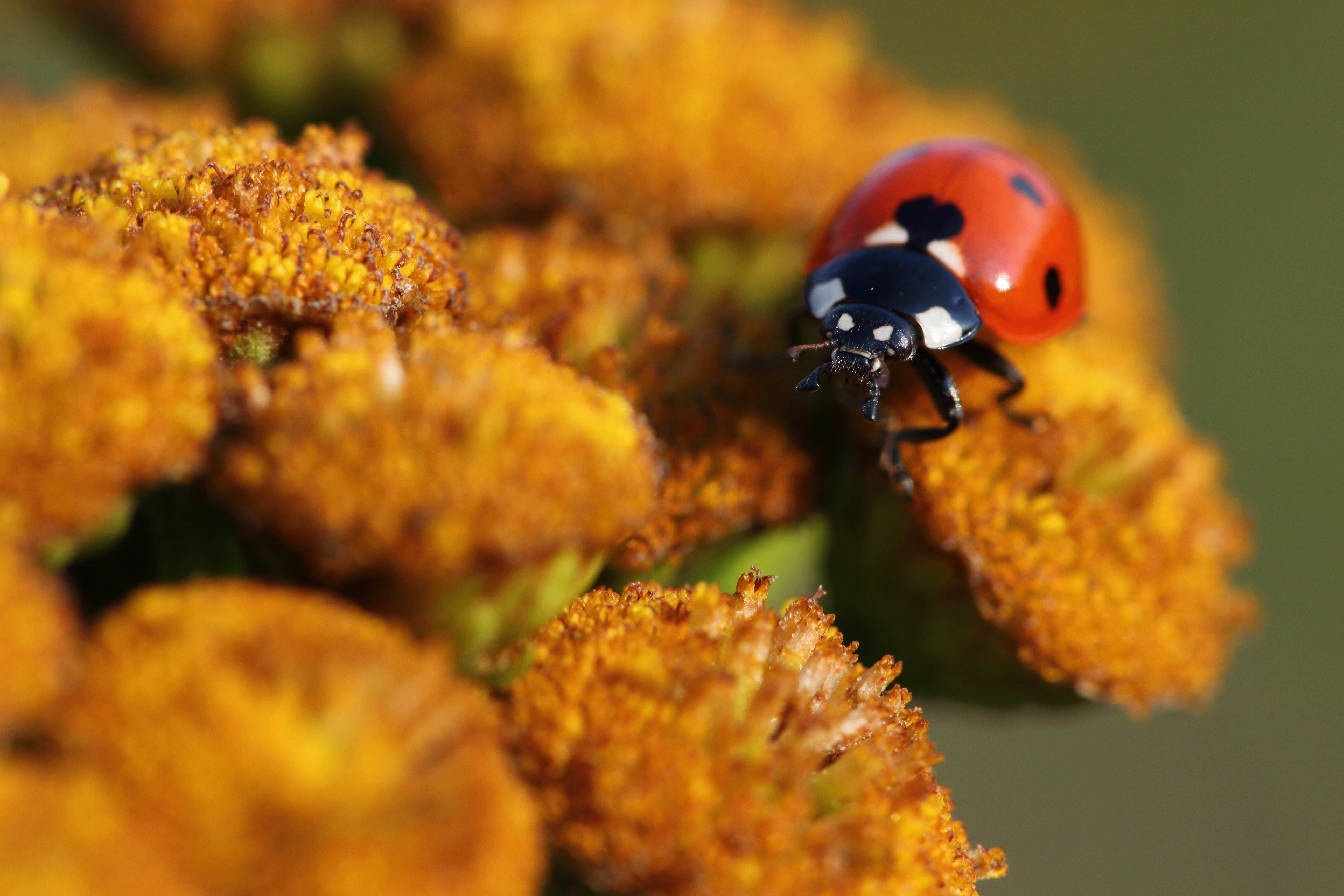 Ladybug , HD Wallpaper & Backgrounds