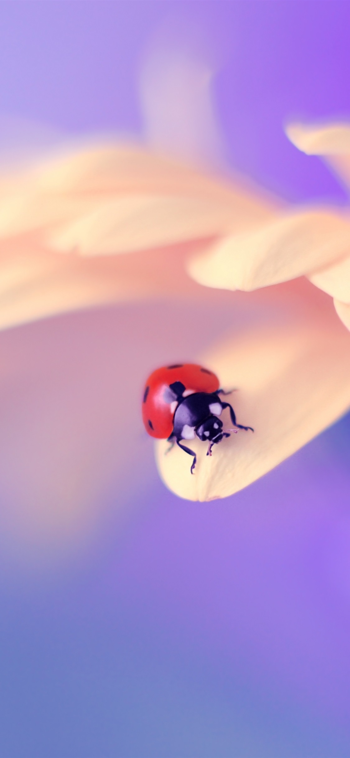 Iphone Wallpaper Pink Petals, Ladybug - Macro Photography , HD Wallpaper & Backgrounds