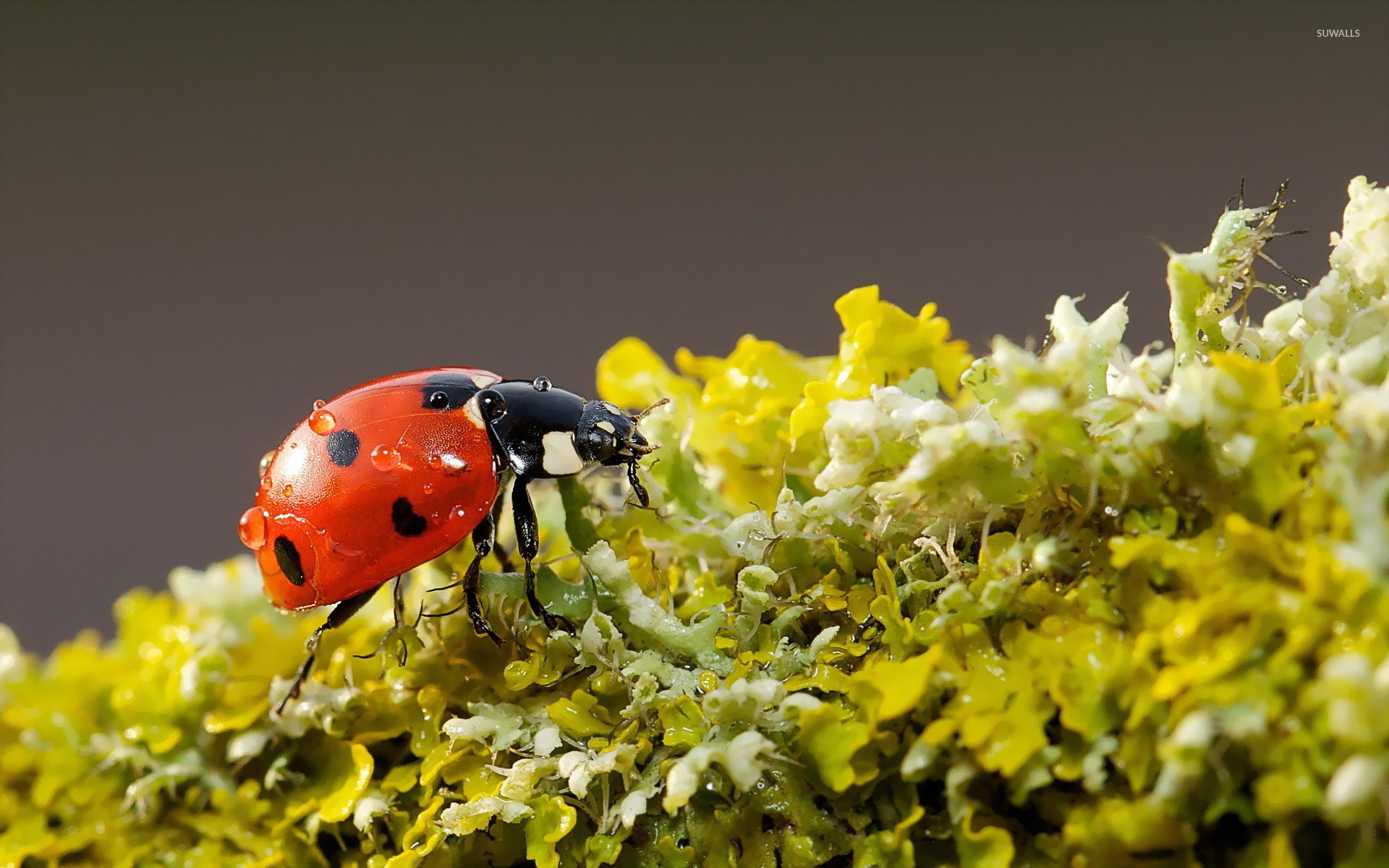 Ladybird Beetle , HD Wallpaper & Backgrounds