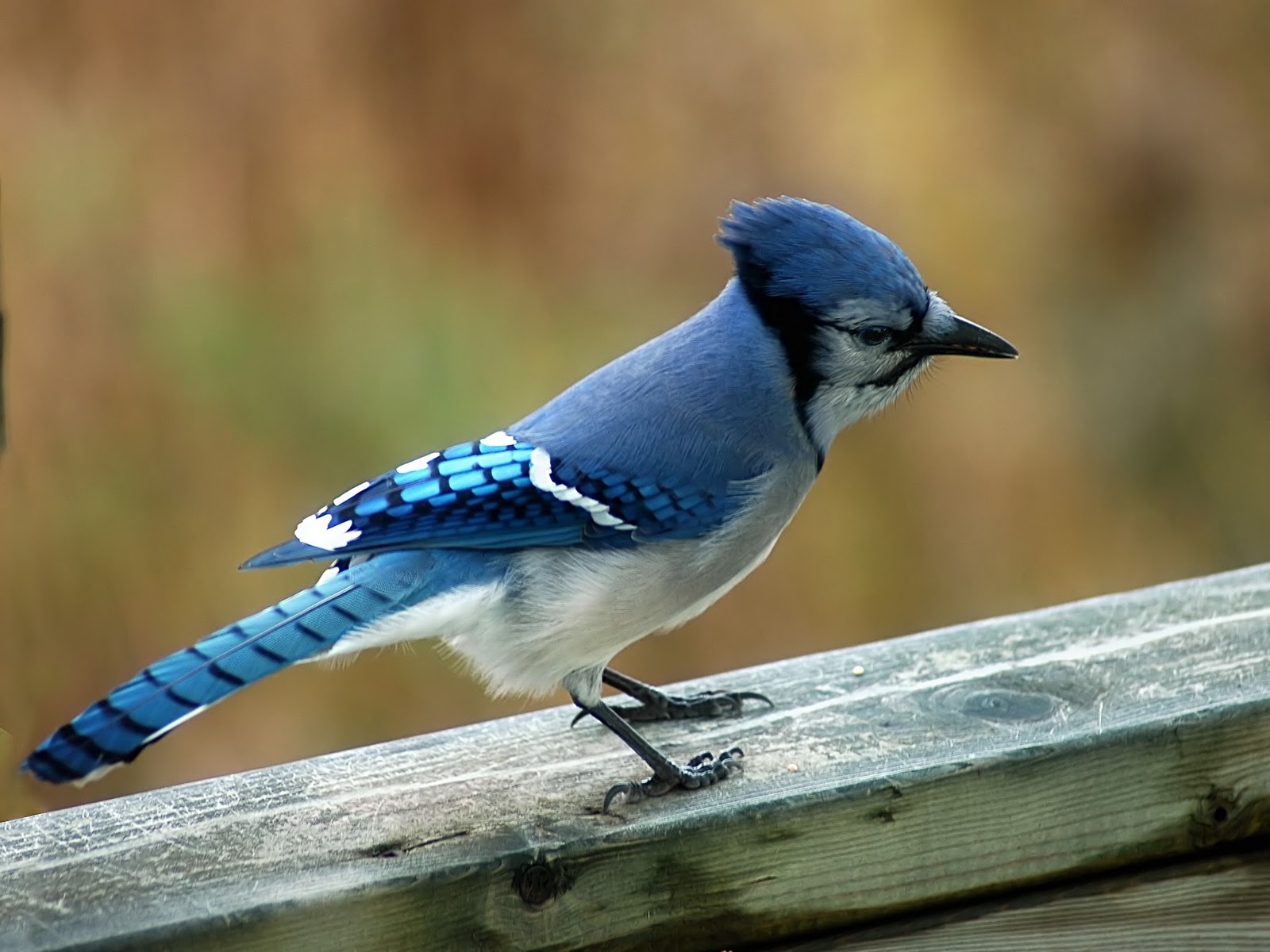 Animals Wild Pictures Beautiful Birds 215844 Wallpaper - Do Blue Jays Eat , HD Wallpaper & Backgrounds