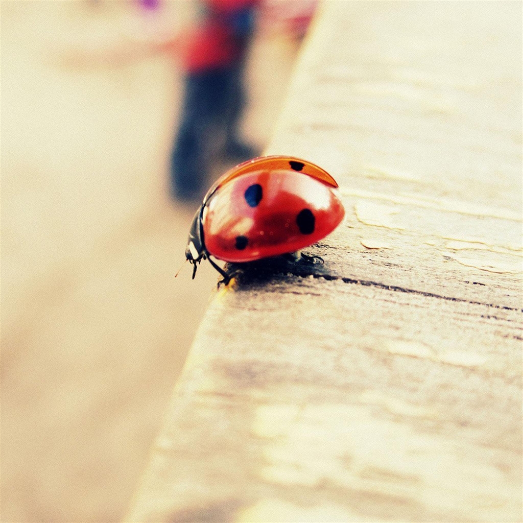 Pure Cute Ladybug Beside Wood Ipad Air Wallpaper - Facebook Cover Photo Ladybug , HD Wallpaper & Backgrounds