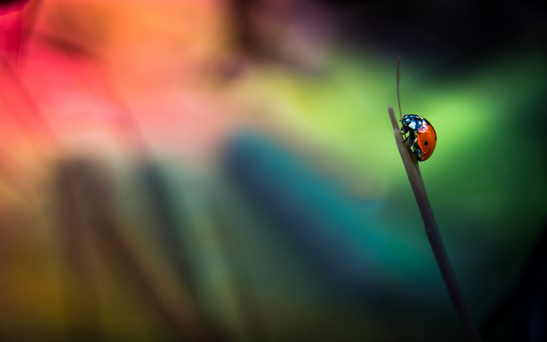 Ladybug Wallpapers By Wallpaperxyz - Ladybird Beetle , HD Wallpaper & Backgrounds
