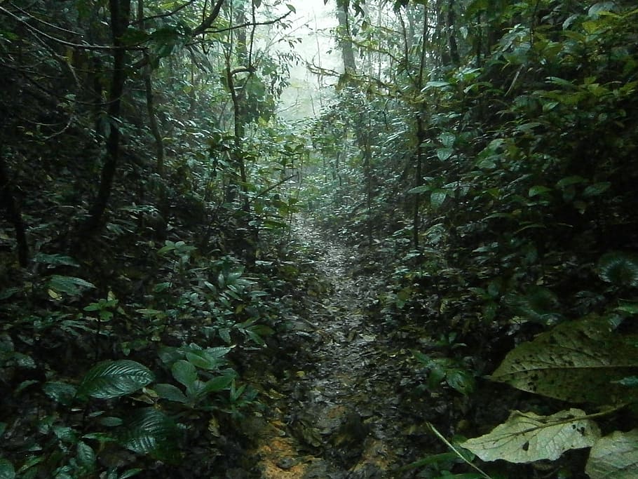 Green Forest, Jungle, Rain, Tropical, Trail, Hiking, - Hiking , HD Wallpaper & Backgrounds
