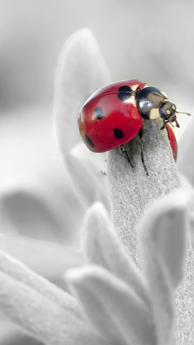 Ladybug Insect Flower Petals Iphone Wallpaper - Ladybug Wallpaper Iphone , HD Wallpaper & Backgrounds